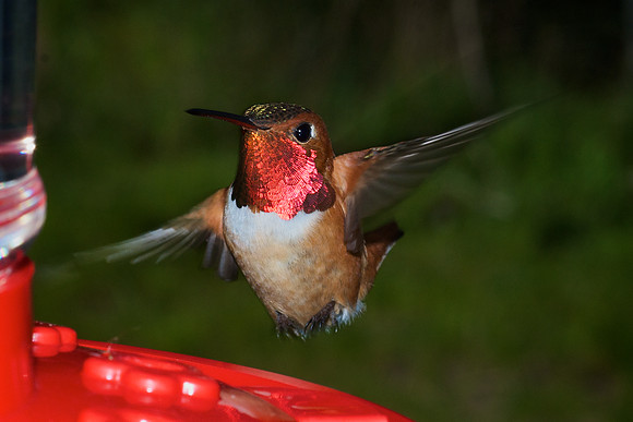 Hummingbird at Feeder