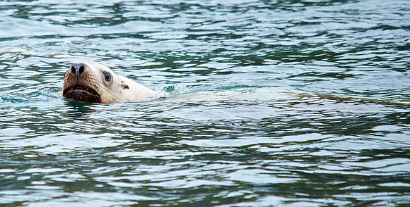 Steller Sea Lion Smiling