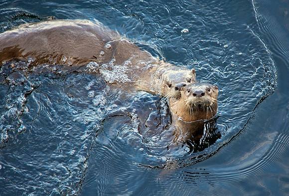 Pair of River Otters