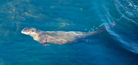 Underwater Otter