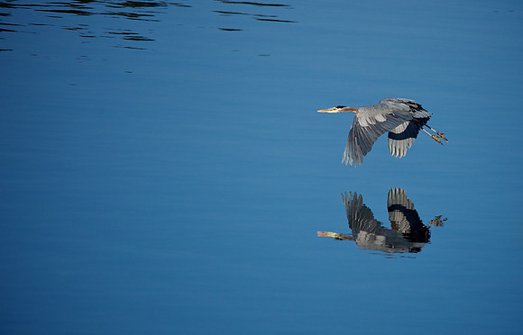 Reflections of a Great Blue Heron