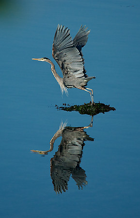 Reflection of a Great Blue Heron Taking Flight