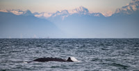 Humpback Ridge in the Strait of Georgia