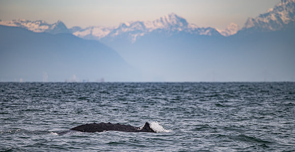 Humpback Ridge in the Strait of Georgia