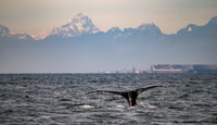 Humpback Fluke in the Strait of Georgia
