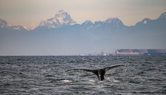 Humpback Fluke in the Strait of Georgia