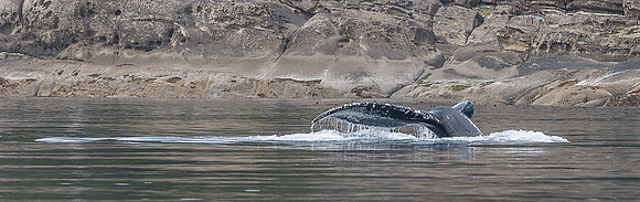 Humpback Fluke off Saturna Island