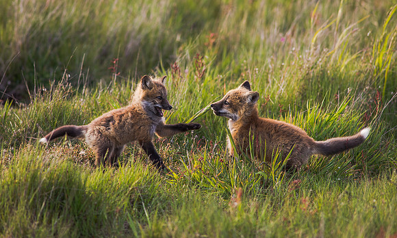 Kits at Play