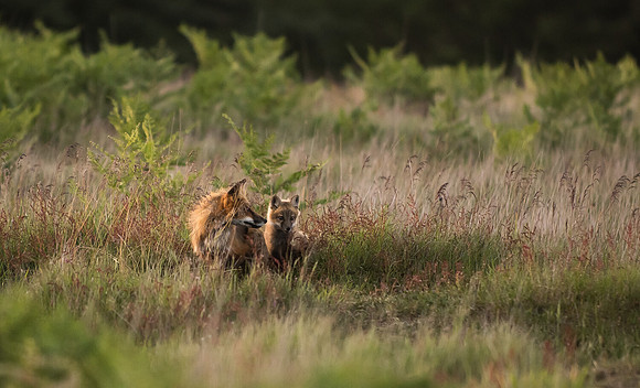 Fox and Kit Enjoying the Afternoon Sunlight