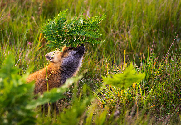 Kit Fox Smelling a Fern