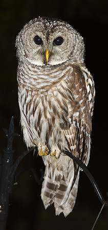 Barred Owl