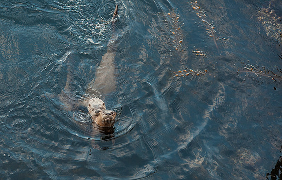 Otters Interruptus