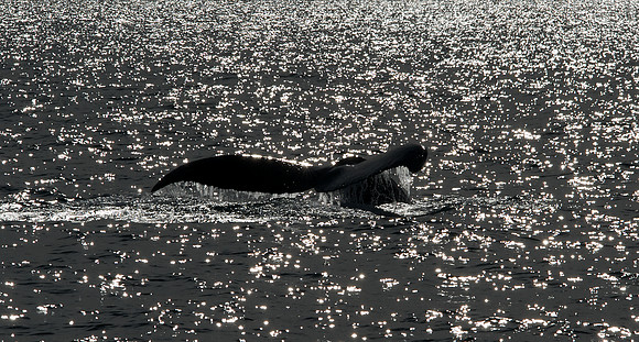 Sparkling Humpback Fluke