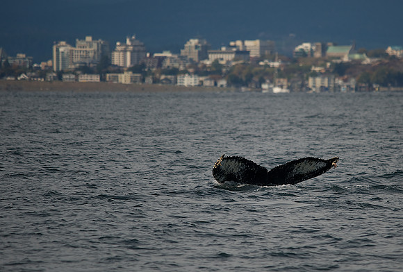 Humpback Whale off Victoria, BC