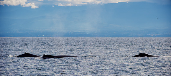 Three Humpbacks in the Strait of Juan de Fuca