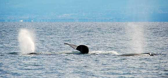 Three Humpbacks off Victoria, BC