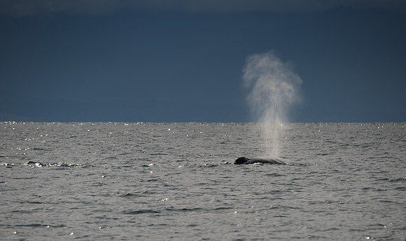 Humpback Blow
