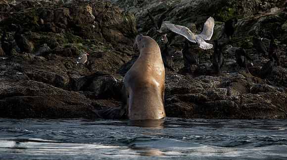 Steller Sea Lion Hauling Out
