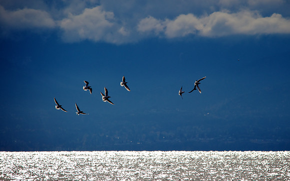 Backlit Seagulls on the Salish Sea