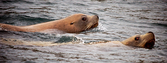 Steller Sea Lion Eye Contact