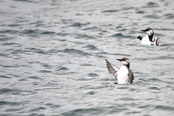 Common Murre in Winter Plumage