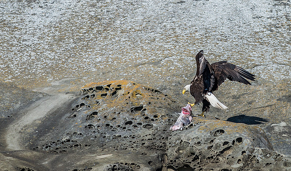 Bald Eagle with Fish Head