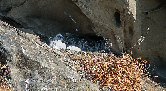 Peregrine Falcon Chicks