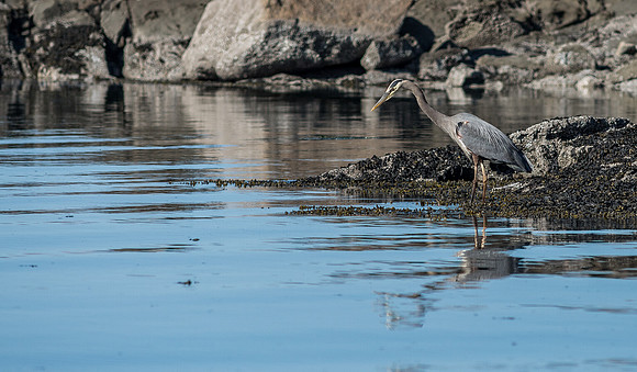 Great Blue Heron