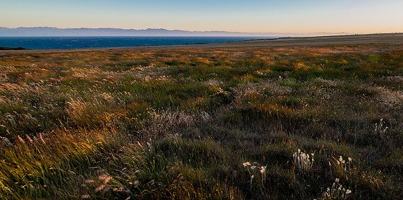Wind in the Grass