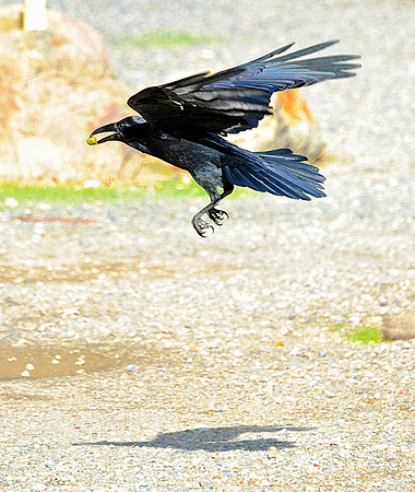 Raven with Acorn