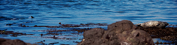 Orca Fin and Harbor Seal