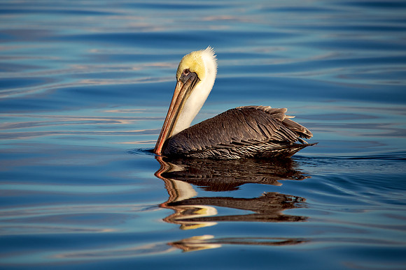 Brown Pelican North of Saturna Island