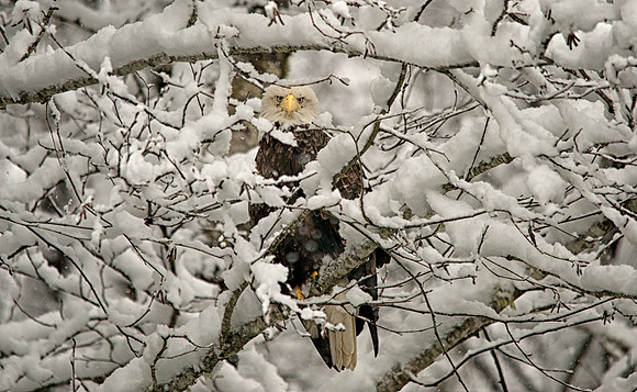 Bald Eagle Peeking Through Snow on Skagit River