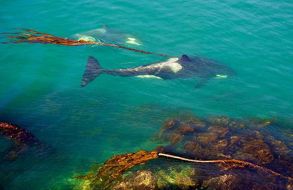 Whales Underfoot