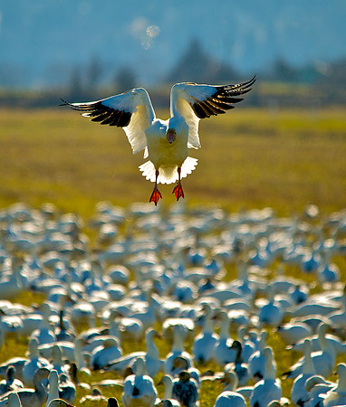 Snow Goose Landing