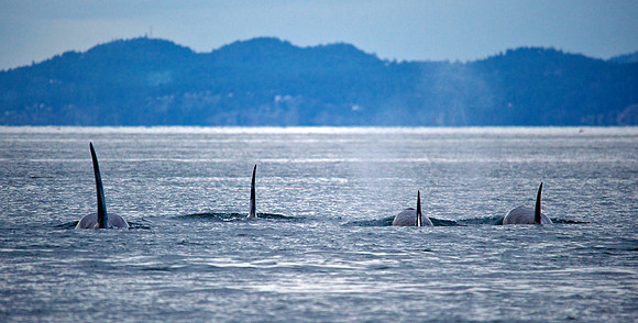 Swimming to Saturna
