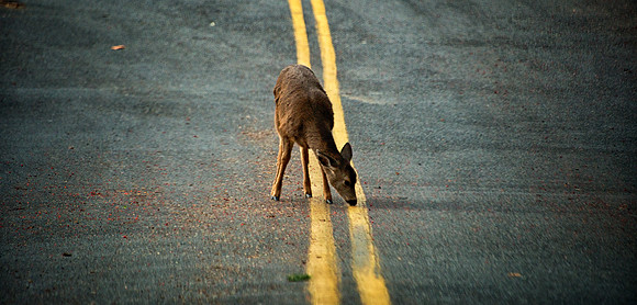 Yellow Lines and Deer