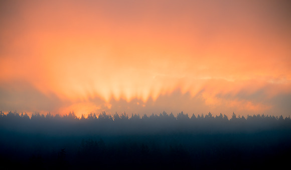 Sunrise Tree Shadows in the Fog