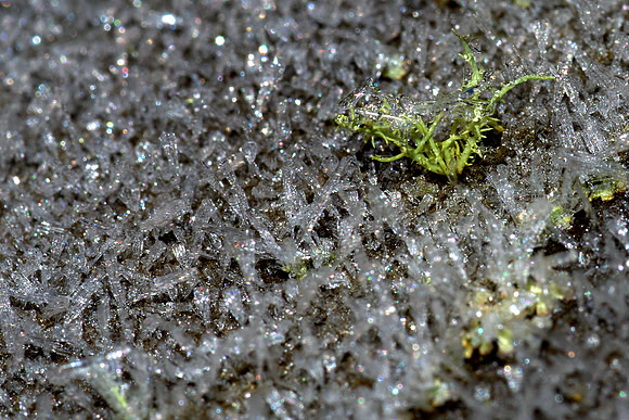 Ice Crystals on Moss