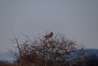Short Eared Owl