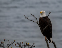 Signs of Spring - Eagle at Westside Preserve, San Juan Island