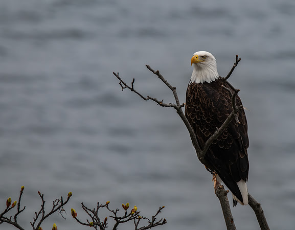 Signs of Spring - Eagle at Westside Preserve, San Juan Island