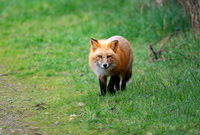 Fox Glance