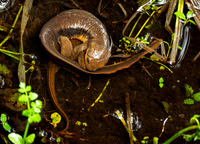 CanewtelingRoughSkinnedNewts