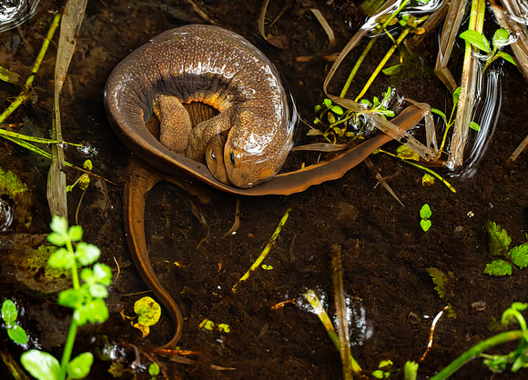 CanewtelingRoughSkinnedNewts