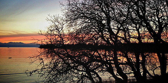 The Sunset Tree