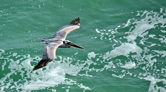 Brown Pelican Below