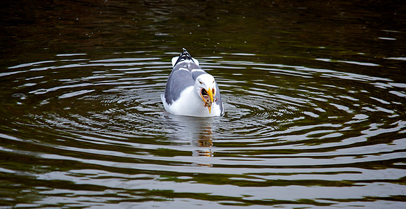 Seagull Scarfing Crab
