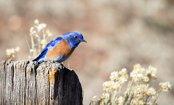 Western Bluebird in Flagstaff, AZ