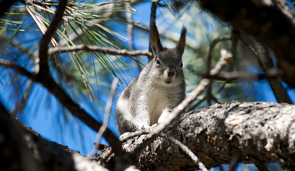 Albert's Squirrel in Flagstaff